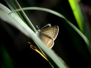 Mariposa sobre una brizna
