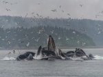 Gaviotas volando sobre ballenas jorobadas en un día lluvioso