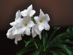 Flores blancas en la planta