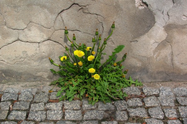 Planta con flores amarillas creciendo junto a una pared