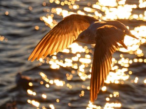 Postal: Gaviota volando sobre el agua