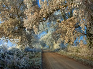 Postal: Helada sobre la carretera y los árboles