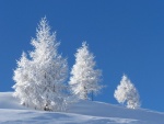 Paisaje invernal con árboles cubiertos de nieve