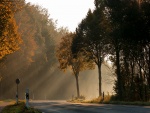 Carretera y árboles iluminados por los rayos del sol