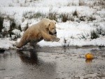 Oso polar tratando de atrapar un objeto amarillo