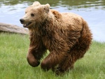 Un joven oso corriendo por la hierba