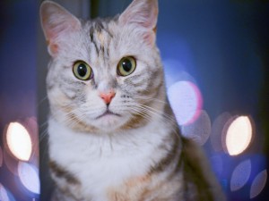 Un bonito gato con la mirada fija