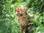 Un gato entre plantas verdes