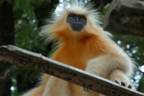 Langur dorado