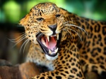 Leopardo mostrando los colmillos