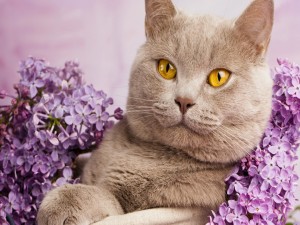 Gato British Shorthair entre lilas