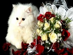 Gato blanco junto a un ramo de novia