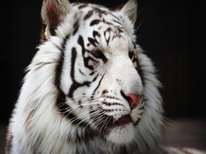 Cabeza de un tigre blanco