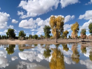 Postal: Árboles y nubes reflejados en un estanque en calma