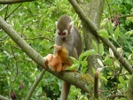 Mono comiendo pan