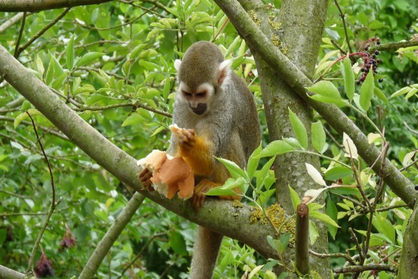 Mono comiendo pan