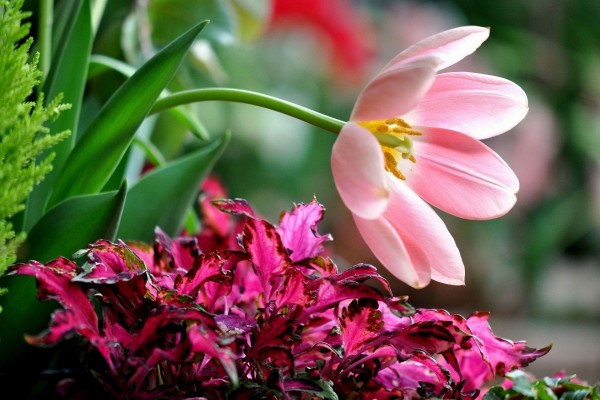 Tulipán rosa sobre unas hojas fucsias