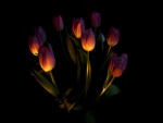 Tulipanes iluminados en un fondo oscuro