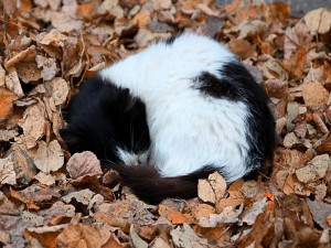 Postal: Gatito negro y blanco acurrucado sobre hojas de otoño