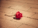 Una solitaria rosa roja tendida en el pavimento