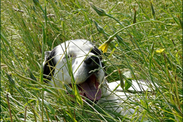Perro blanco y orejas negras acostado entre la hierba verde