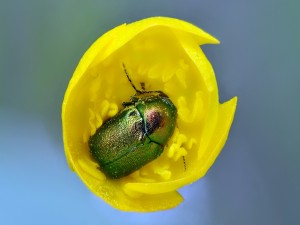 Escarabajo sentado en un tulipán amarillo