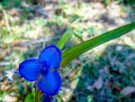 Flor azul con largas hojas verdes