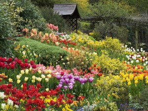 Tulipanes entre arbustos en un bonito jardín