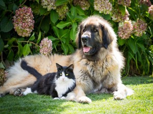 Postal: Gato y perro descansando en el jardín