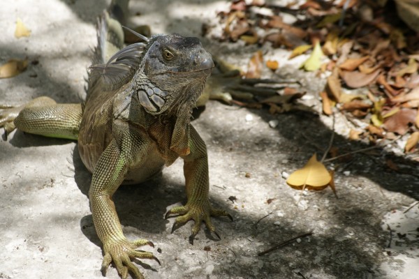 Gran iguana caminando