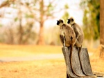 Dos monos sentados