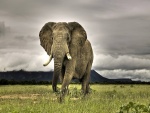 Gran elefante africano caminando
