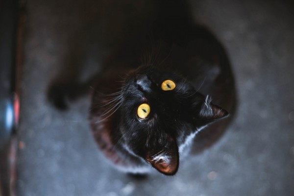 Un gato negro observando con sus ojos amarillos