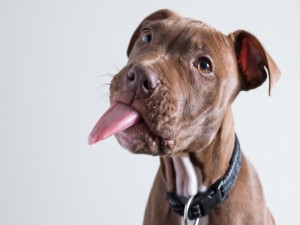 Perro American pit bull terrier mostrando la lengua