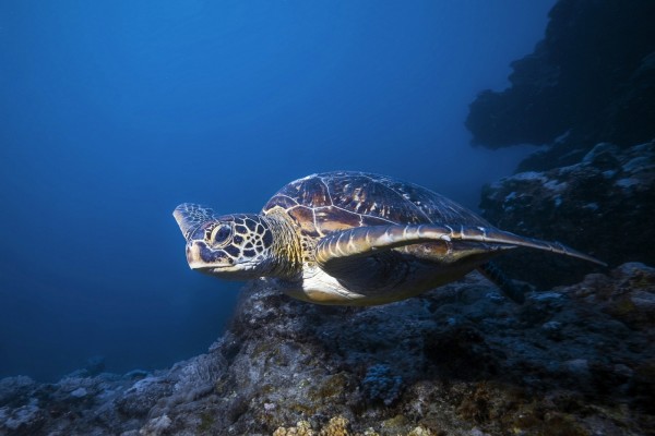 Una hermosa tortuga nadando bajo el océano