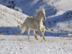 Un hermoso caballo blanco trotando en la nieve