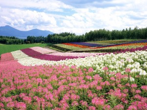 Postal: Hermoso campo de flores