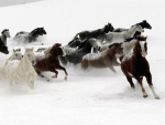 Manada de caballos corriendo en la nieve