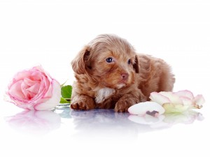 Un adorable perrito junto a una rosa