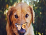 Mariposa posada en el hocico de un perro