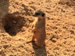 Un suricata quieto sobre la arena
