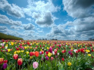 Un gran campo de tulipanes