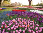 Tulipanes de colores en un parque