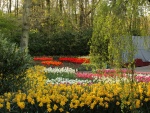 Narcisos y tulipanes en un jardín