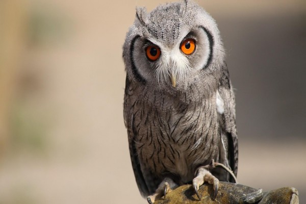 Un pequeño búho gris