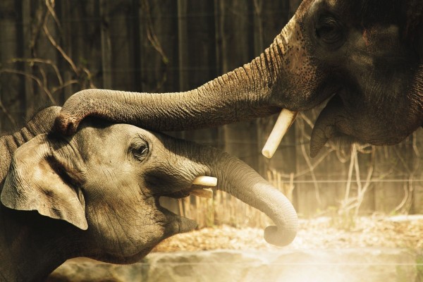 Elefante acariciando con su trompa la cabeza de otro elefante