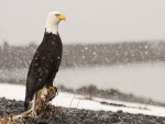 Águila quieta bajo la nieve