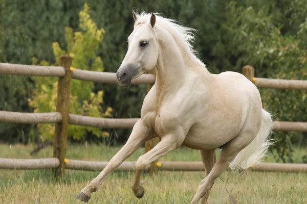 Un caballo blanco trotando