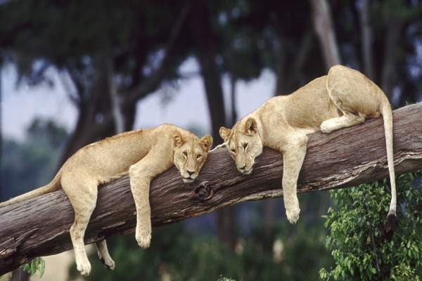Dos leonas tumbadas sobre un tronco