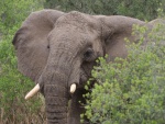 Un elefante entre los arbustos